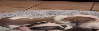 American Pit Bull Terrier 6