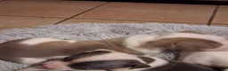 American Pit Bull Terrier dogs for sale: American Pit Bull Terrier 6 - Ad 1