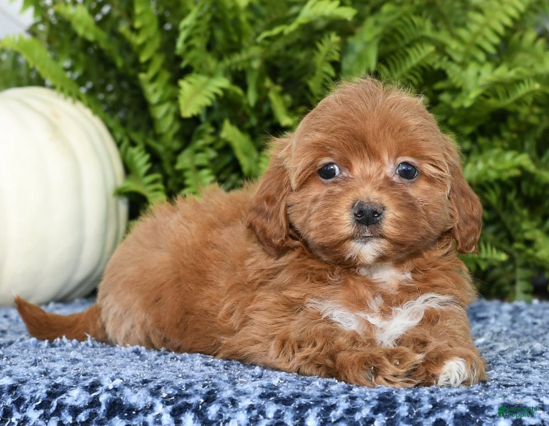 Havapoo dogs for sale: Quella - Ad 1