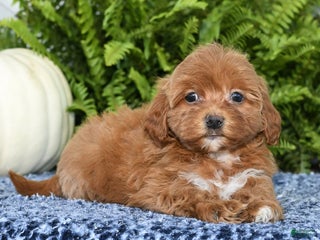 Havapoo dogs - Ad 41