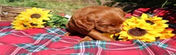 Mixed Breed dogs for sale: Rocky - Irish Goldendoodle  - Ad 13