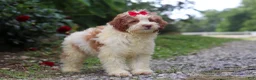 Mini Bernedoodle dogs for sale: Rain - Ad 4