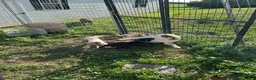 American Pit Bull Terrier dogs for sale: American Pit Bull Terrier 3 - Ad 3