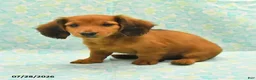 Dachshund dogs for sale: Candy - Ad 3