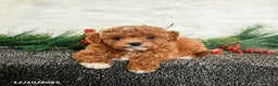 Toy Poodle dogs for sale: Holly - Ad 2