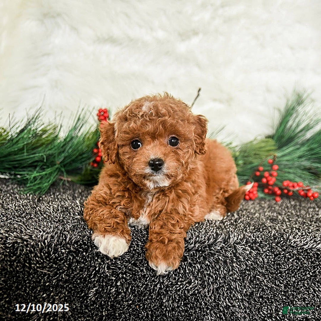 Toy Poodle dogs for sale: Holly - Ad 2