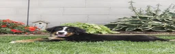 Bernese Mountain Dog dogs for sale: Brady (Genetically Clear) Bernese Mountain Dog  - Ad 3