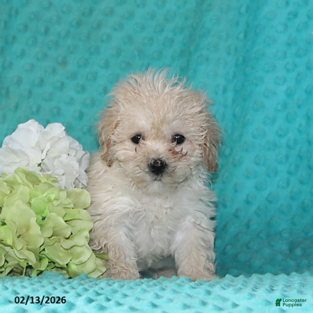 Bichpoo dogs for sale: Tessa - Ad 2