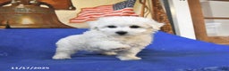 Bichon Frise dogs for sale: Belle - Ad 4