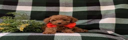 Toy Poodle dogs for sale: Wilson 7 lbs Full Grown - Ad 6