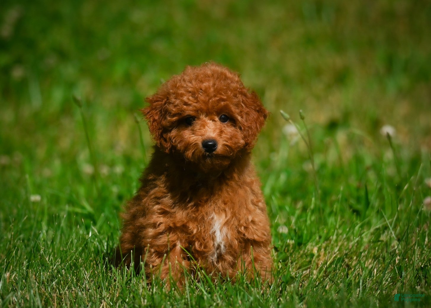 Mini Goldendoodle dogs Violet - Ad 2