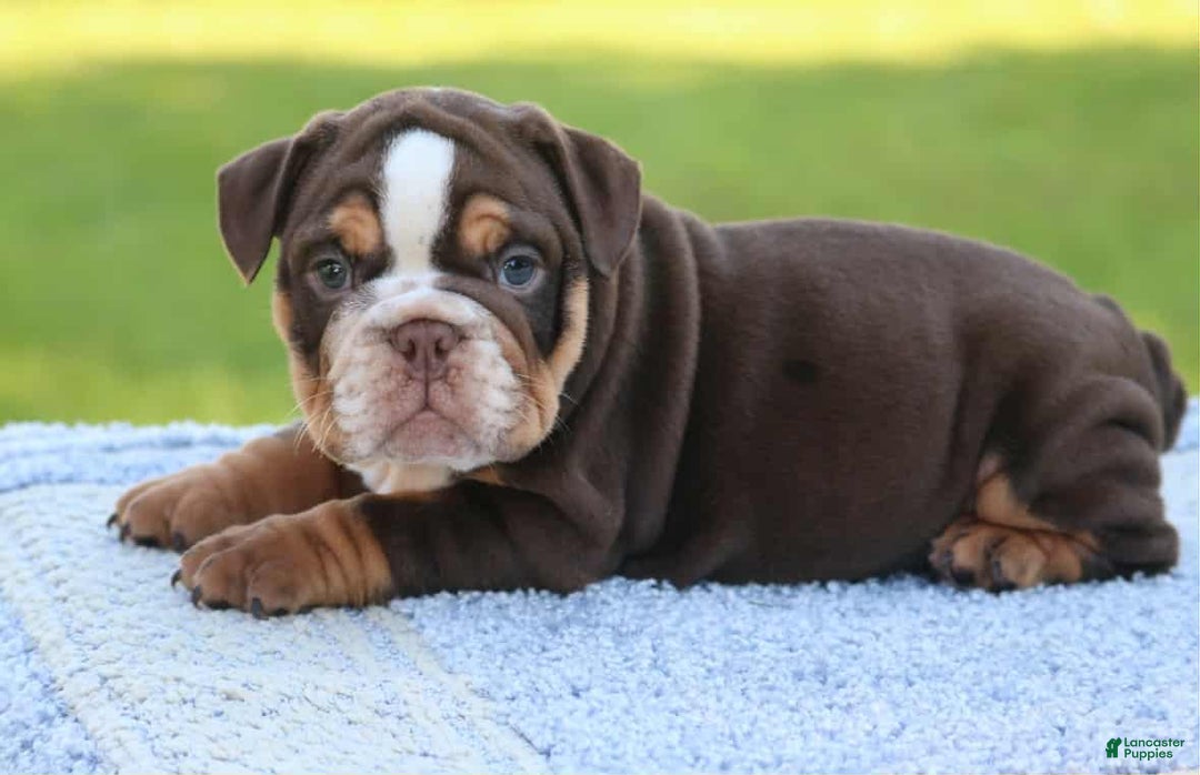 English Bulldog Puppies for sale in Orlando, Florida Lancaster