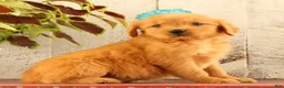 Golden Retriever dogs for sale: Nellie - Ad 4