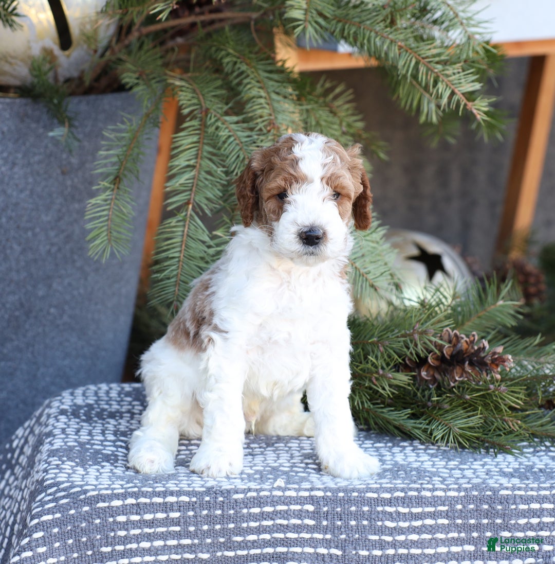 Goldendoodle dogs for sale: Asher - Ad 2