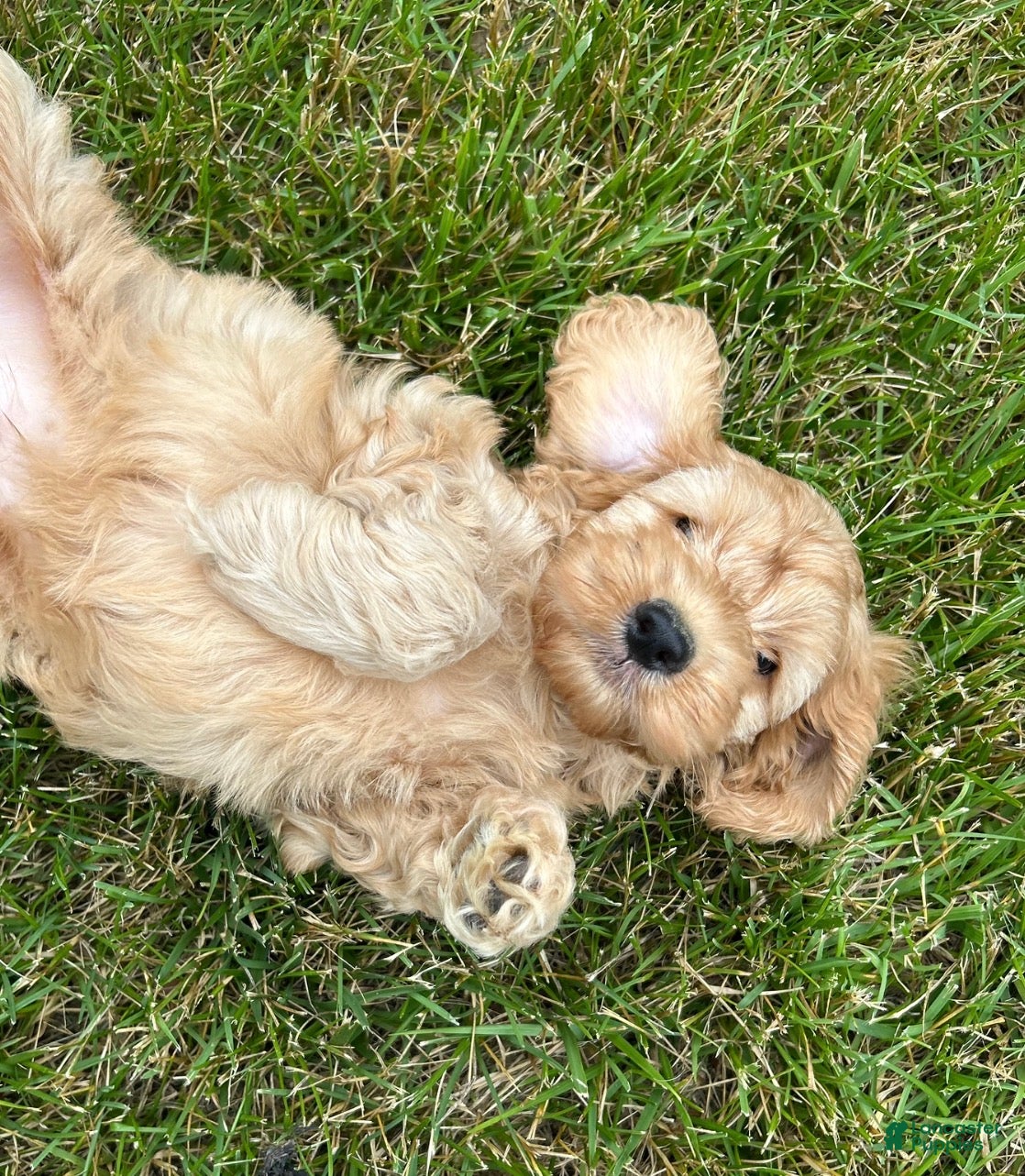 Cockapoo dogs Vivi - Ad 1