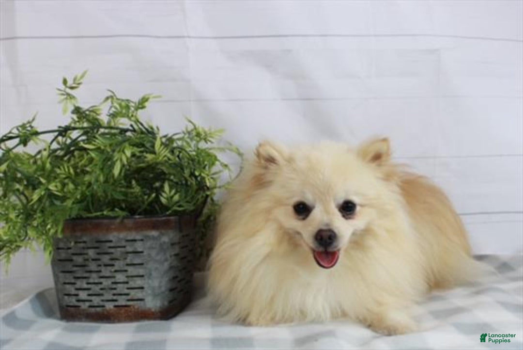Pomeranian dogs for sale: Pomeranian Puppy 5 - Ad 4