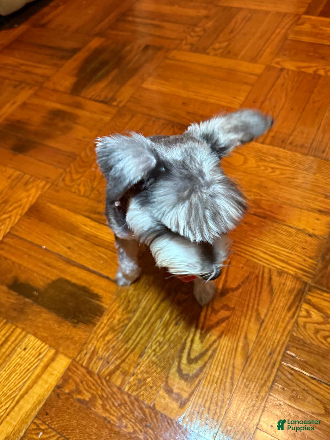 Miniature Schnauzer dogs for sale: BELLA - Ad 6