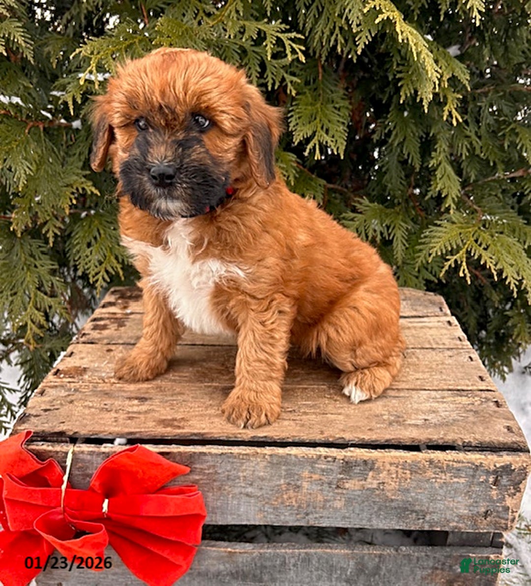 Whoodle dogs for sale: Winnie - Ad 2