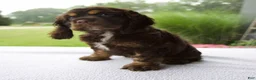 Cocker Spaniel dogs for sale: Karla - Ad 7