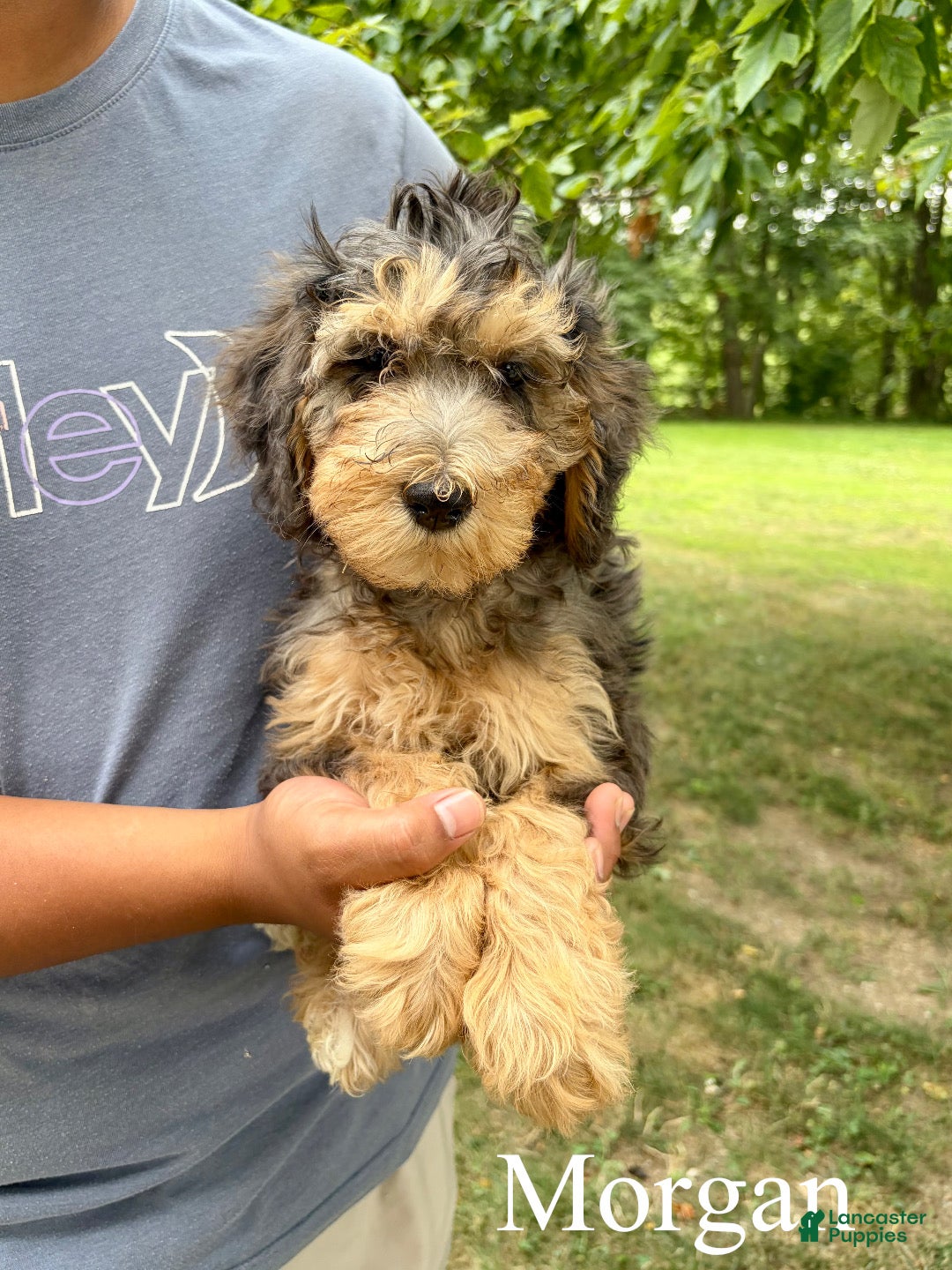 Mixed Breed dogs Morgan - Ad 1