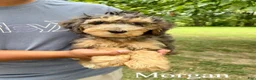 Mixed Breed dogs for sale: Morgan - Ad 1
