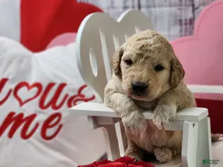 Goldendoodle dogs Frank - Ad 3