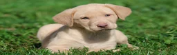 Labrador Retriever dogs for sale: Lemon Tarts - Ad 3