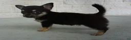 Chihuahua dogs for sale: lilac - Ad 3