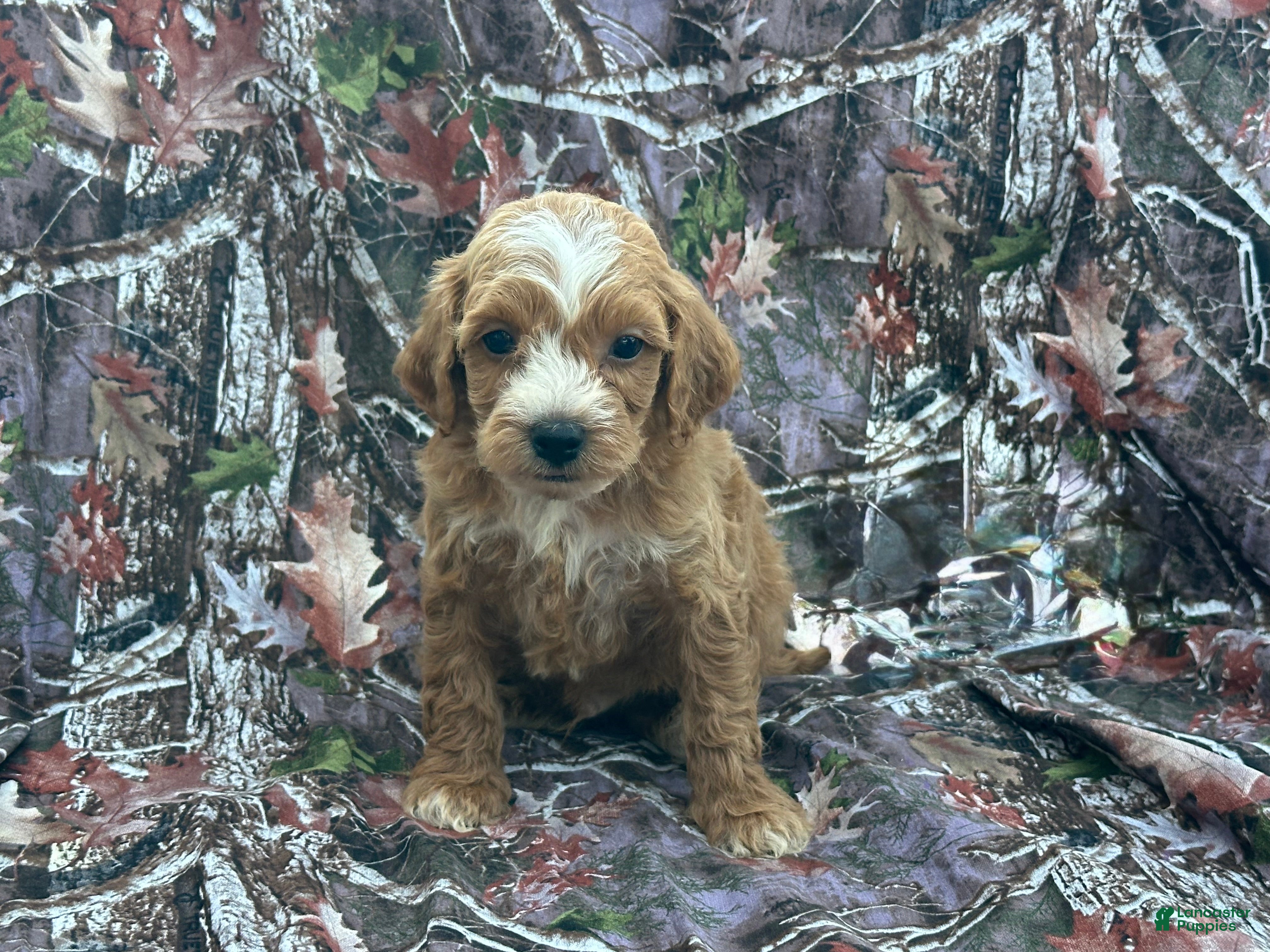 Cavapoo dogs Cavapoo 2 - Ad 1