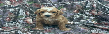 Cavapoo 2