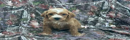 Cavapoo dogs for sale: Cavapoo 2 - Ad 1