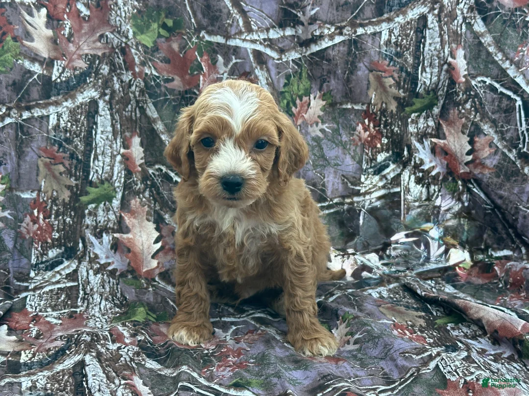 Cavapoo dogs for sale: Cavapoo 2 - Ad 1
