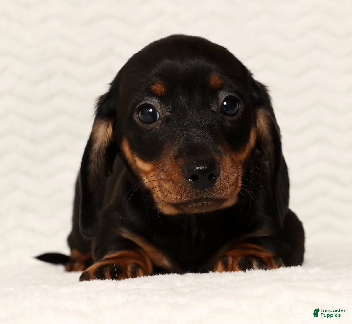 Miniature Dachshund dogs Rudolph - Ad 16