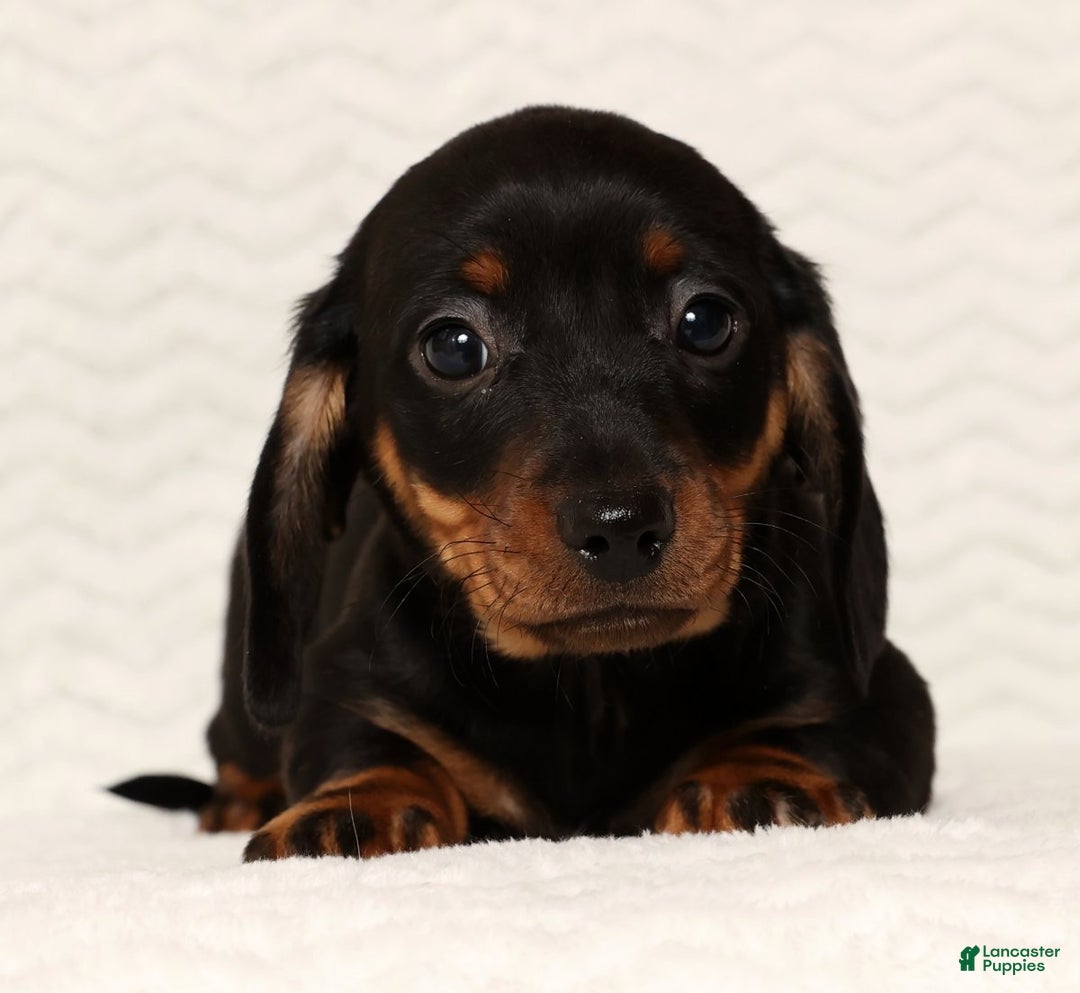 Miniature Dachshund dogs for sale: Rudolph - Ad 1