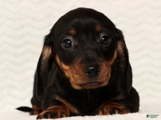 Miniature Dachshund dogs Rudolph - Ad 11