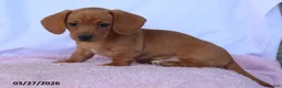 Miniature Dachshund dogs for sale: Farah - Ad 3