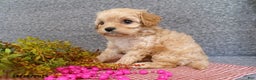Cavapoo dogs for sale: Polly EXTRA SMALL - Ad 1