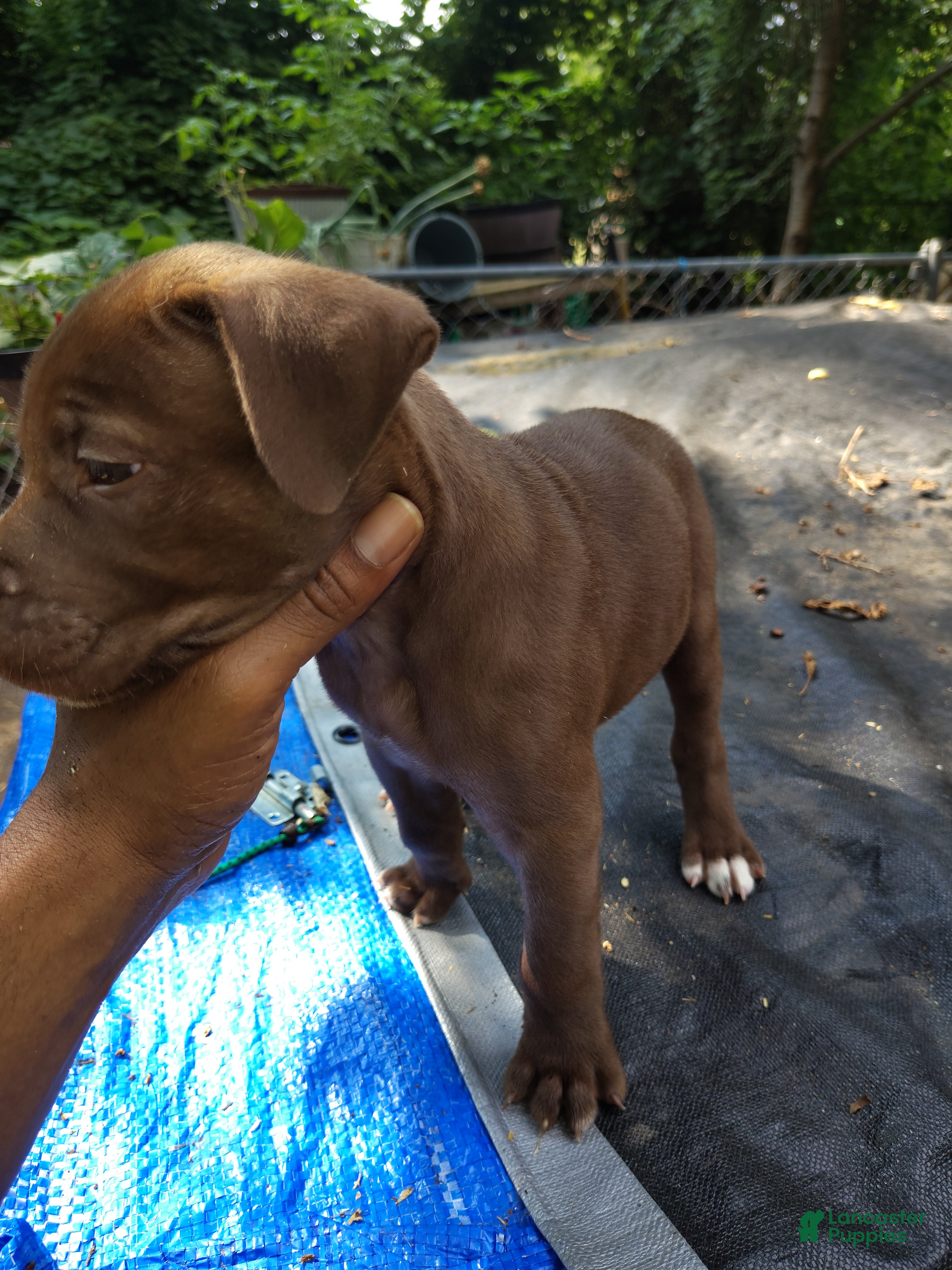 Mixed Breed dogs Mixed Breed 1 Bandog (Lambo)  - Ad 37