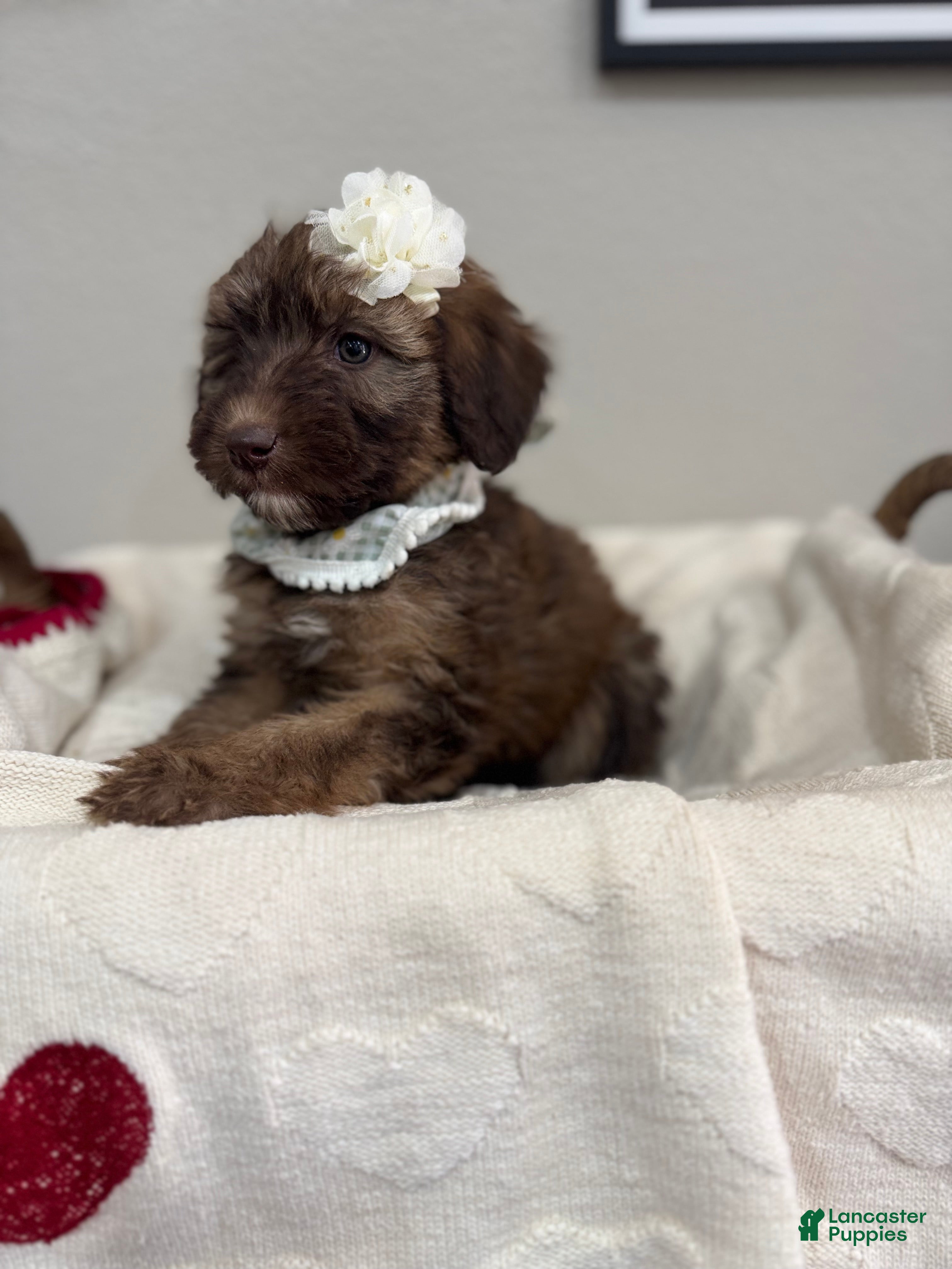Mini Bernedoodle dogs Mini Bernedoodle Macchiato-Black Collar - Ad 1