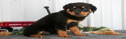 Rottweiler dogs for sale: Sally - Ad 1