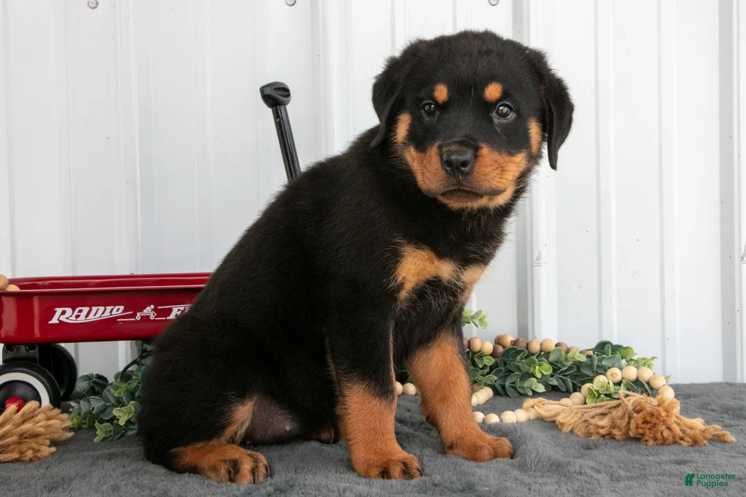 Rottweiler dogs for sale: Sally - Ad 1