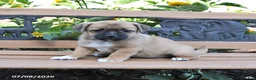 Jug dogs for sale: Cleo - Ad 3