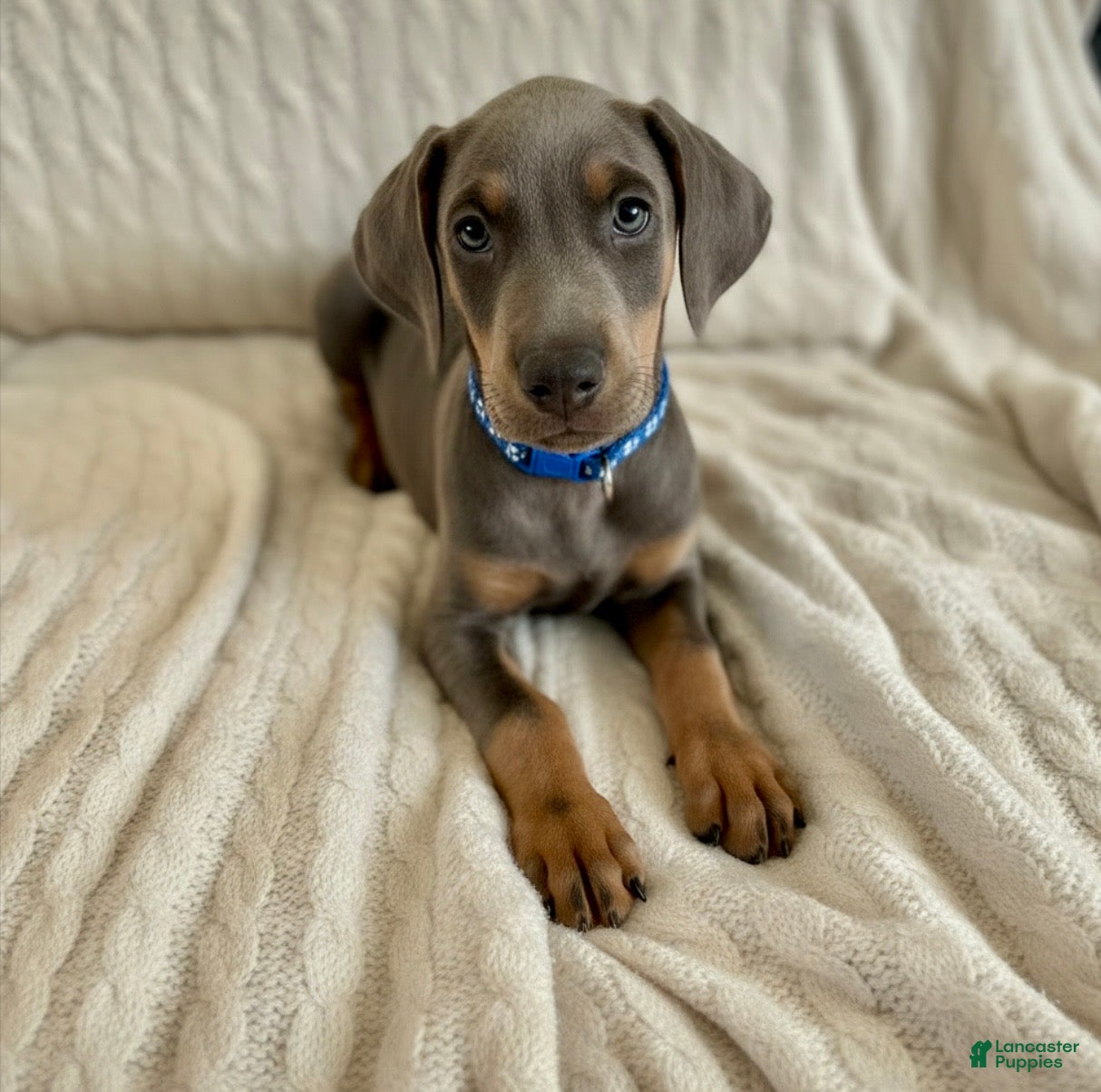 Doberman Pinscher dogs Cupid health tested parents - Ad 2