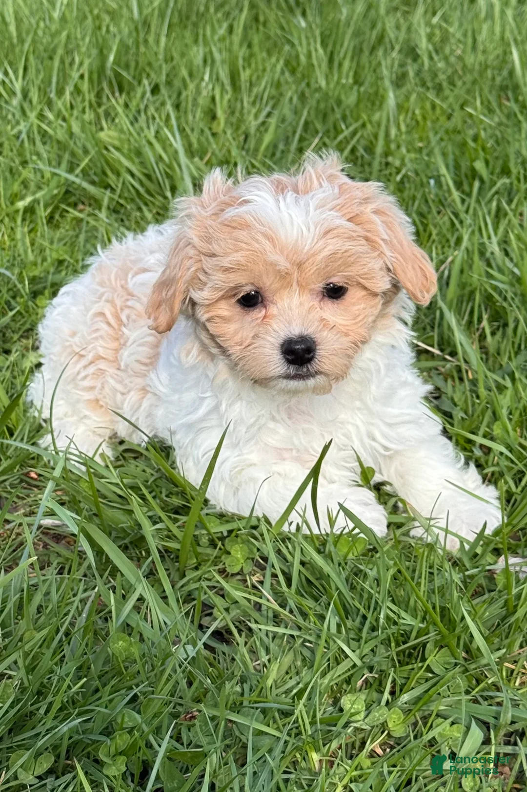 Havanese dogs for sale: Helen - Ad 1