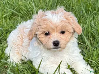 Havanese dogs Helen - Ad 22