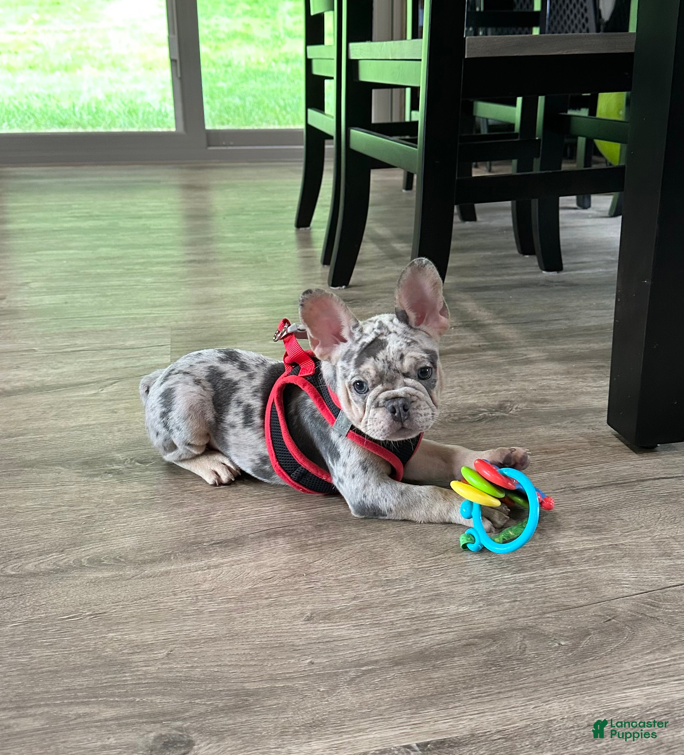 French Bulldog dogs Leo - Ad 2