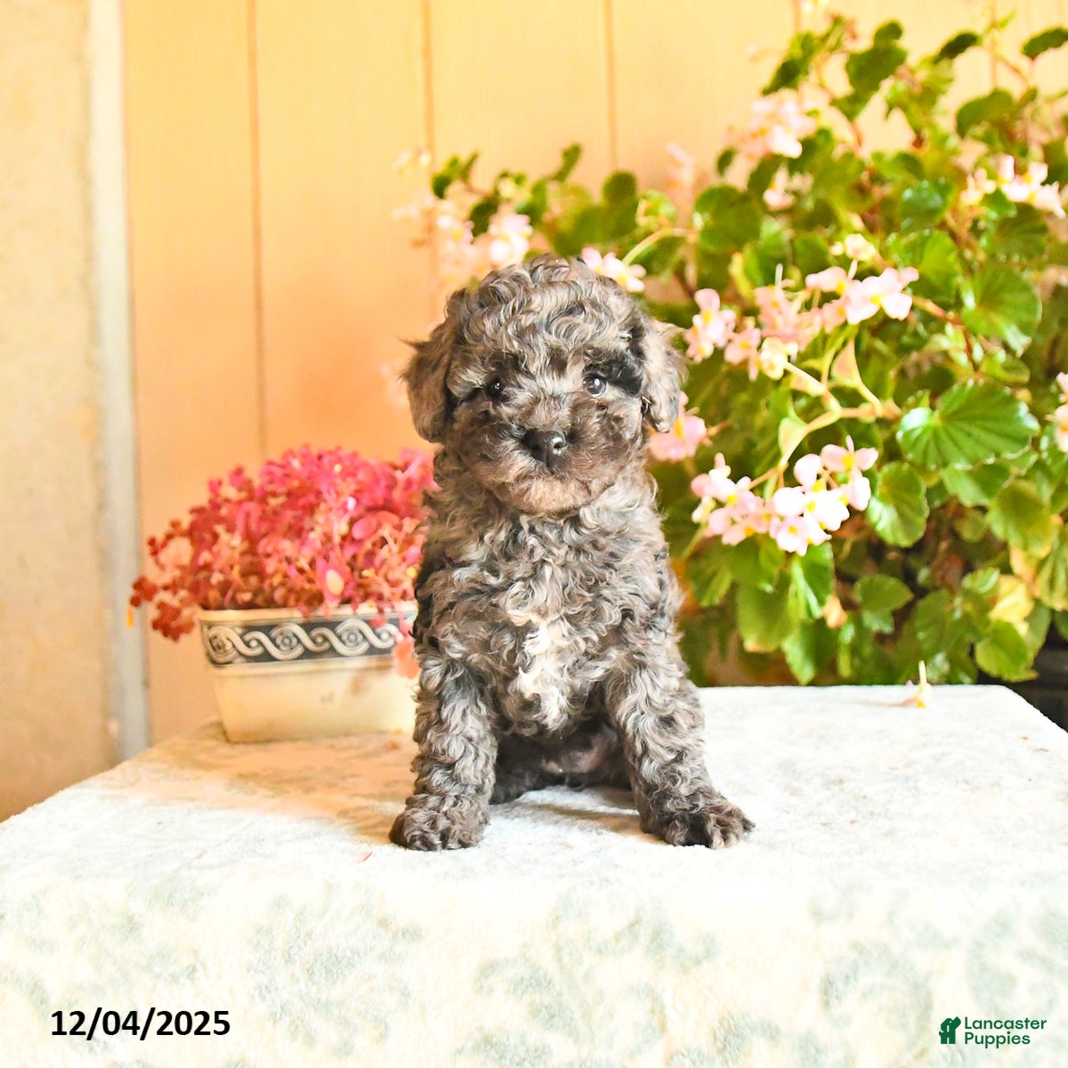 Toy Poodle dogs Tonya  - Ad 7