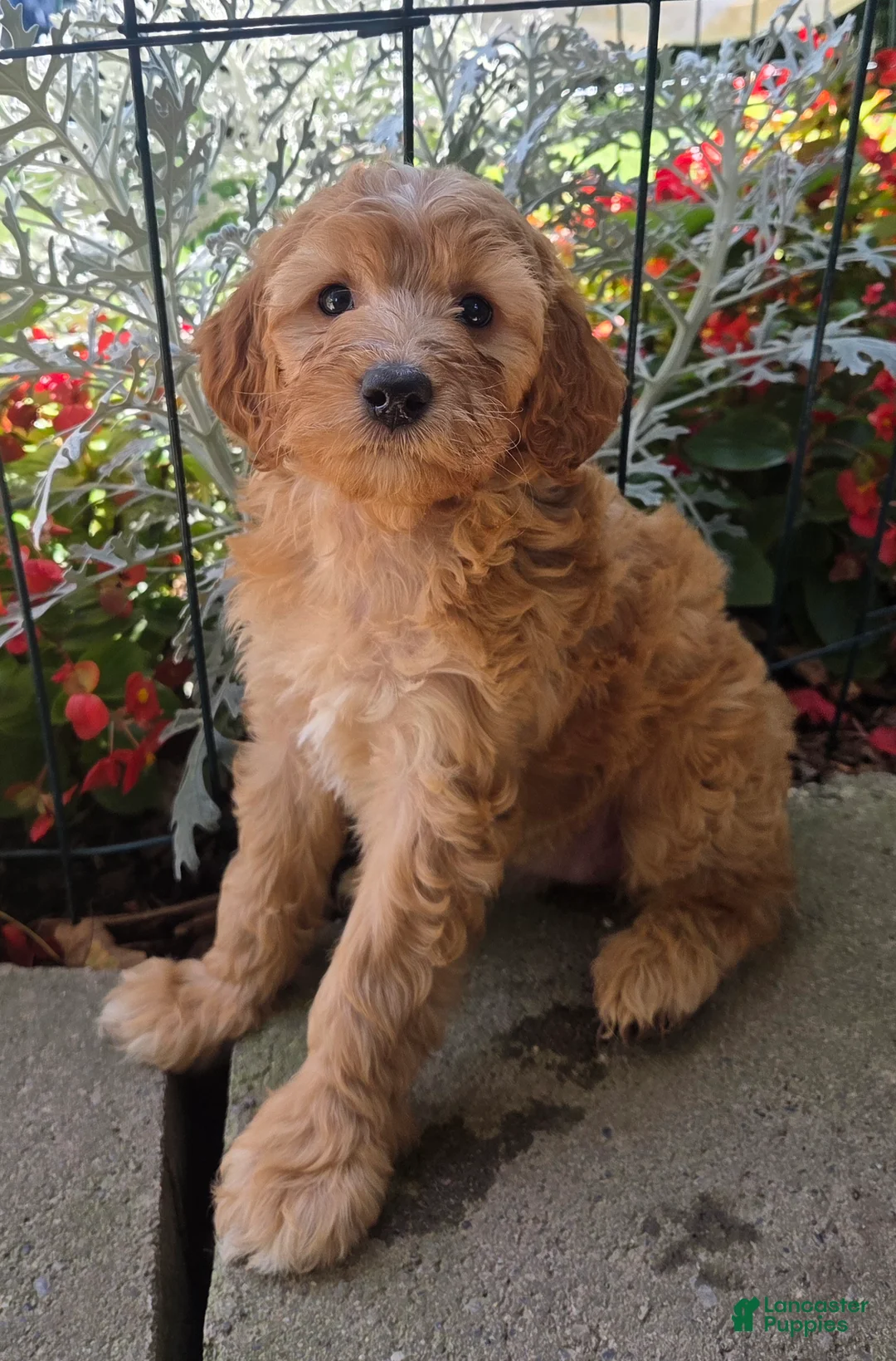 Cavapoo dogs for sale: Tilly  - Ad 2
