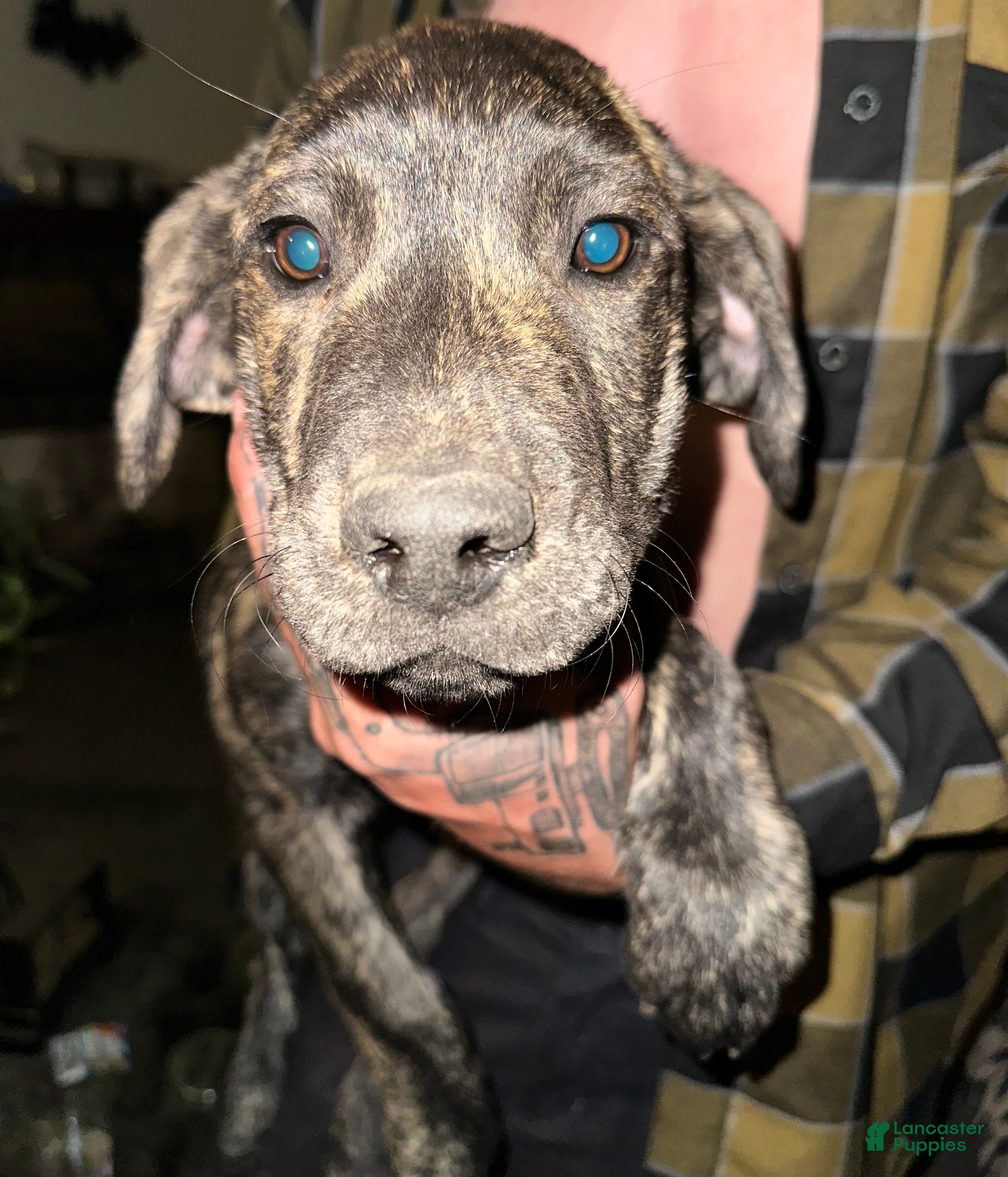 Mixed Breed dogs Jax - Ad 19