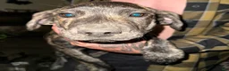 Mixed Breed dogs for sale: Jax - Ad 1